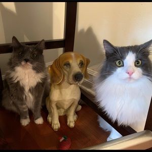 Meet your Posher, Dominic